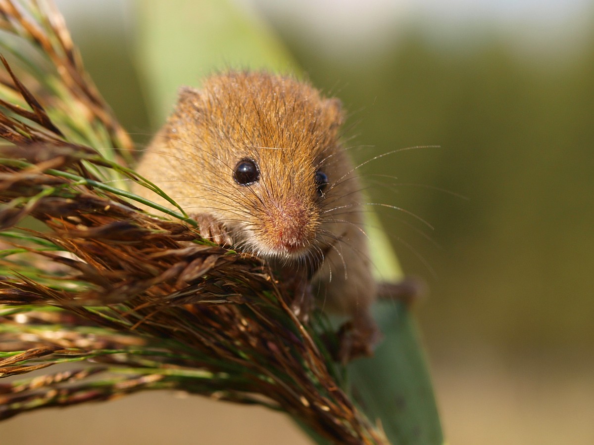 Micromys Minutus Harvest Mouse